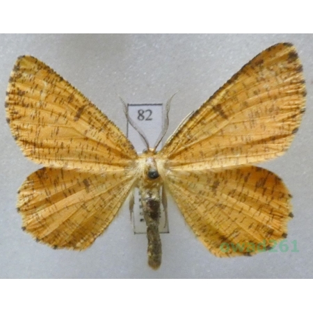 Angerona prunaria (Linnaeus, 1758) male Czech82